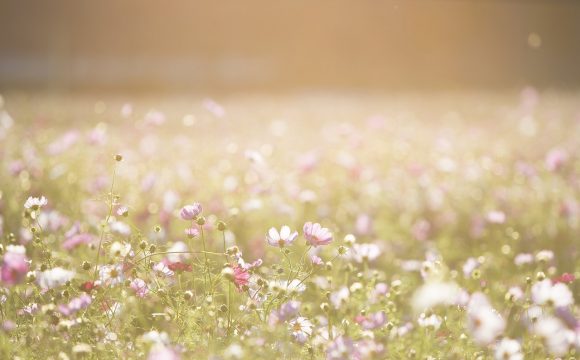 poszycie pawilonu ogrodowego 3x3 kremowe będzie szczególnie ładnie wyglądało, jeżeli masz w ogrodzie kwiaty w kremowych odcieniach