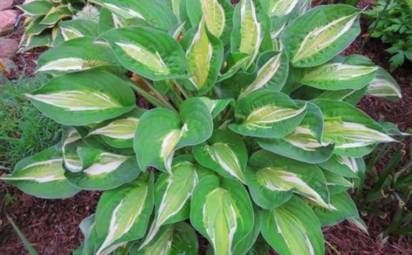 Hosta Snake Eyes