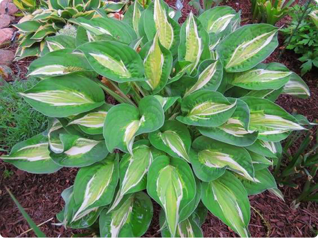 Hosta Snake Eyes