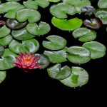 lilia wodna minaturka nymphaea pygmaea rubra