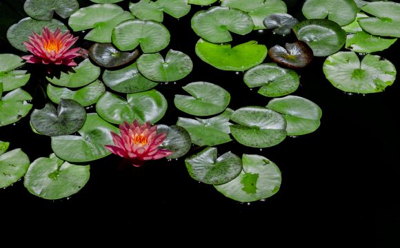 lilia wodna minaturka nymphaea pygmaea rubra